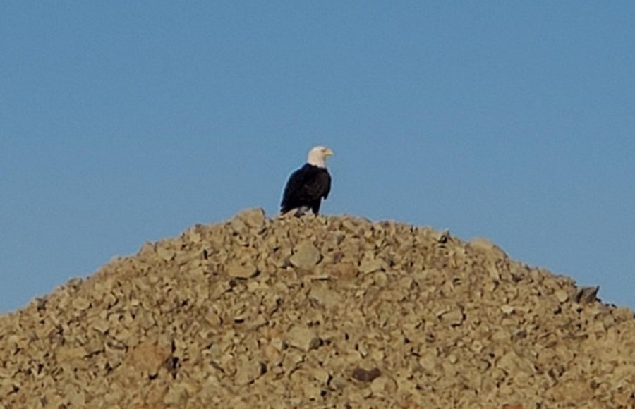 An Eagle Atop Eagle Ridge