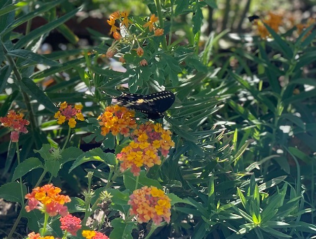 Shotwell Landfill's Newest Addition: A Butterfly Garden