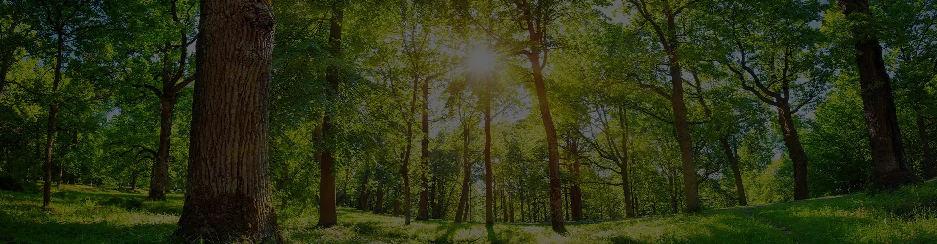 environment-background.jpg