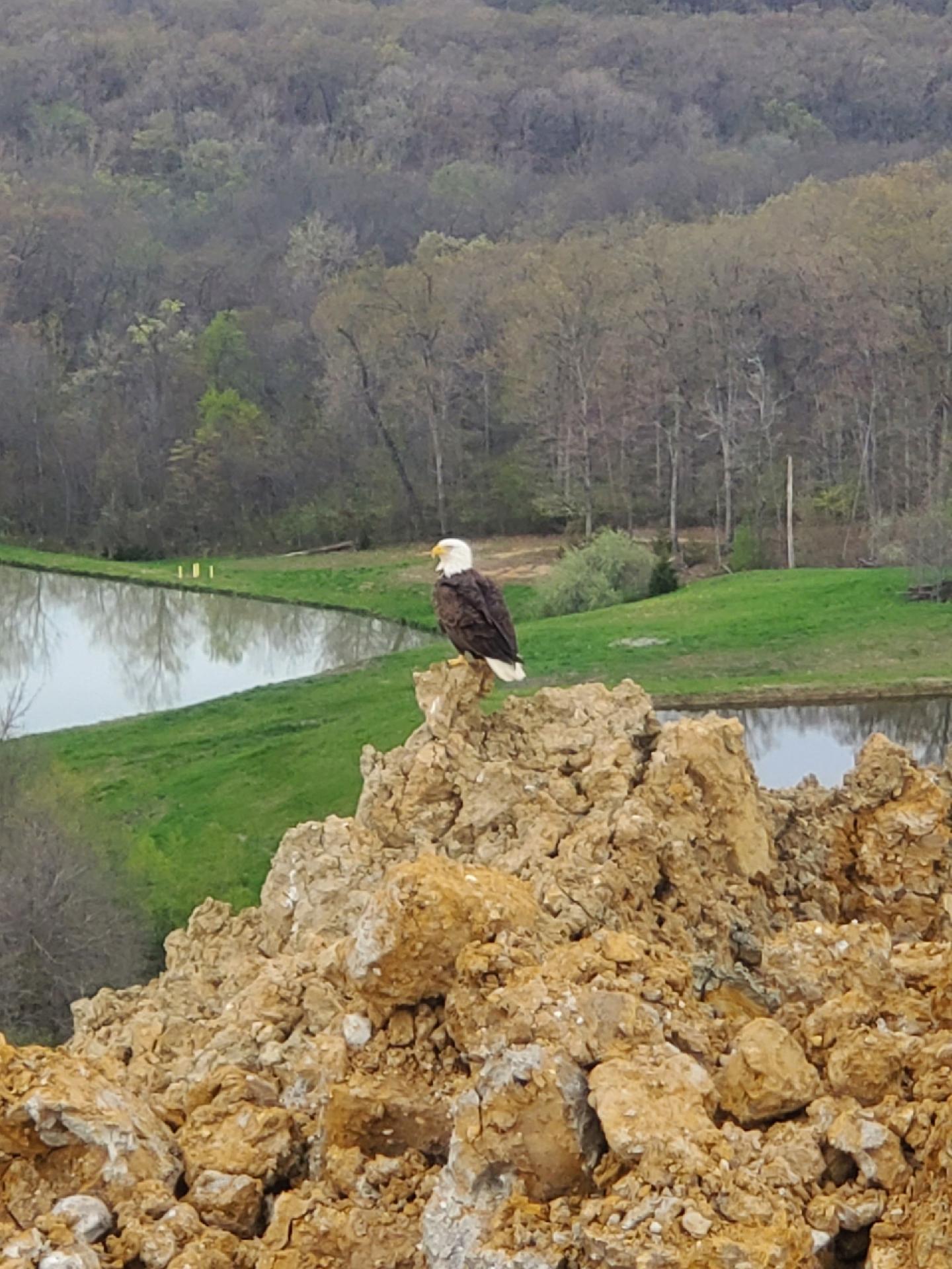 The Bald Eagle Flies Again