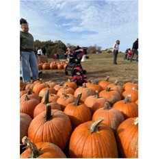 Pumpkin Picking Galore