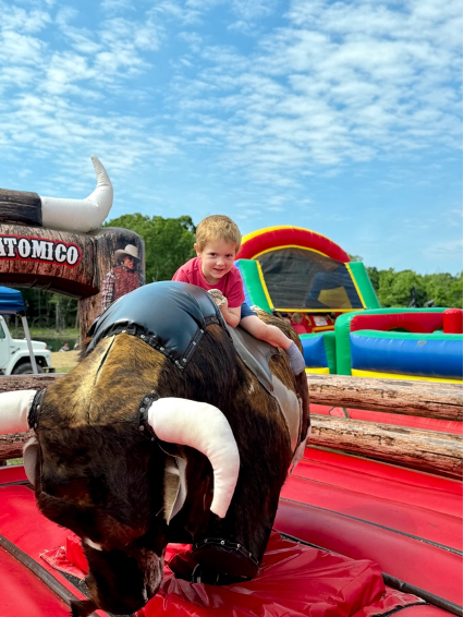 Rodeo Bull